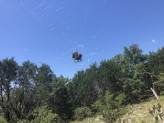 Araneus bicentenarius