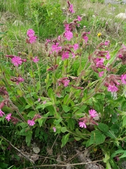 Silene dioica