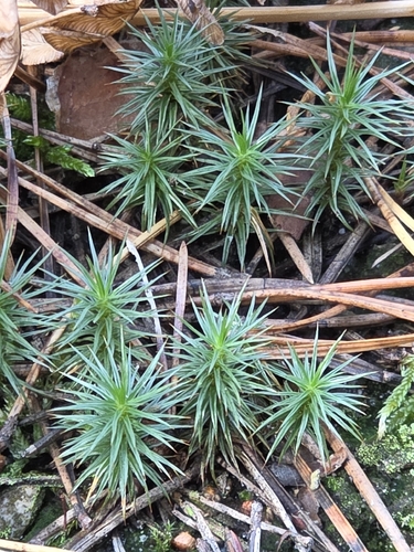 Polytrichum juniperinum observed 2026-10-25