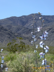 Delphinium parishii parishii