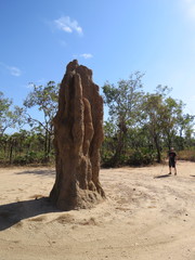 Nasutitermes triodiae