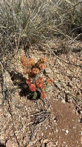 Abert's buckwheat