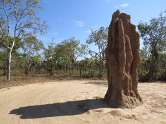 Nasutitermes triodiae