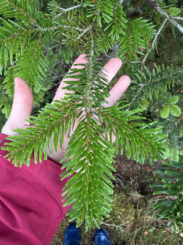 Abies nordmanniana, 2026-10-19