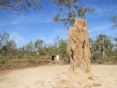 Nasutitermes triodiae