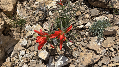 Wholeleaf Paintbrush
