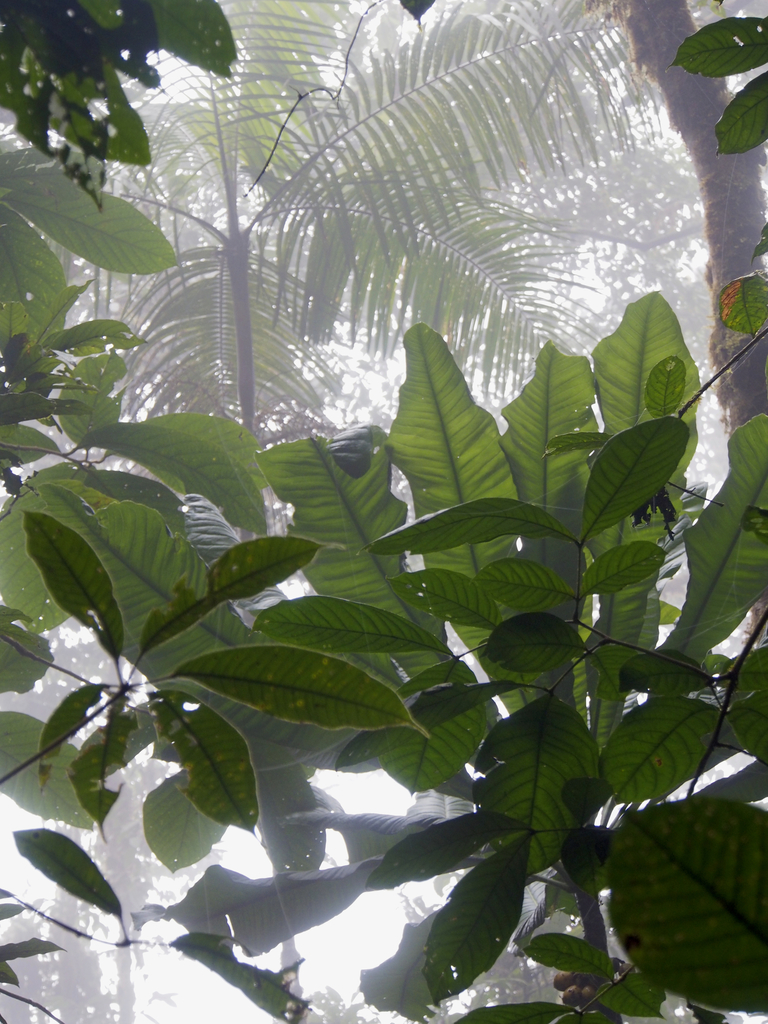 Mountain Cabbage Palm from Cotacachi, Ecuador on December 10, 2013 at