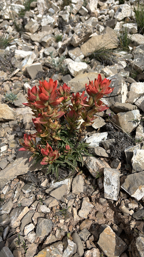 Wholeleaf Paintbrush