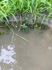 Nerodia sipedon pleuralis