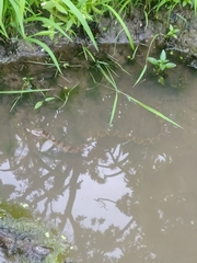 Nerodia sipedon pleuralis