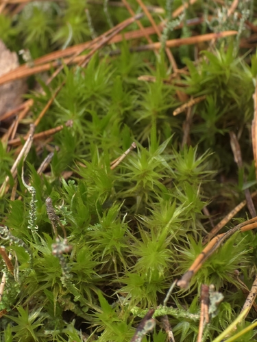 Dicranum polysetum observed 2026-10-25