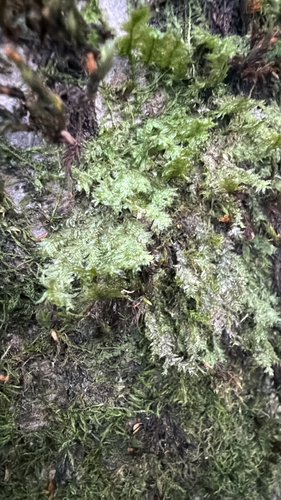 Neckera pennata observed 2026-10-25