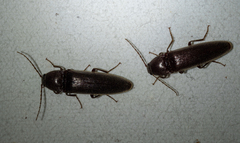 Melanotus castanipes