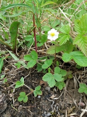 Fragaria vesca