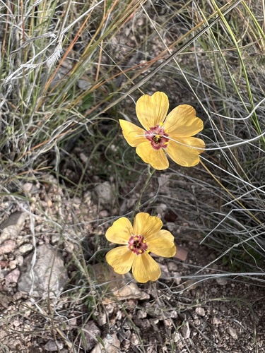plains flax