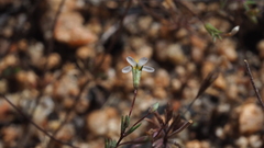 Leptosiphon pygmaeus continentalis