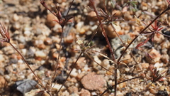 Leptosiphon pygmaeus continentalis
