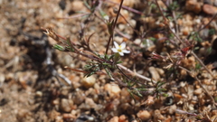 Leptosiphon pygmaeus continentalis