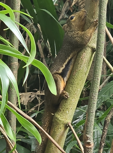 Callosciurus notatus observed 2026-10-25