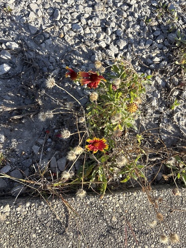 Gaillardia pulchella observed 2026-10-25