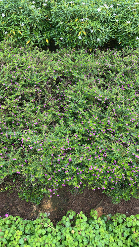 Cuphea hyssopifolia observed 2026-10-22