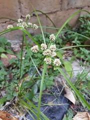 Cyperus luzulae