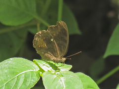 Junonia hedonia ida
