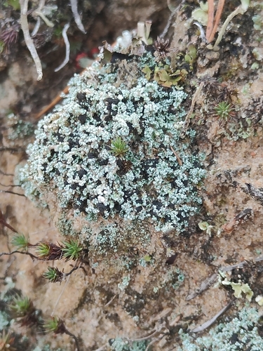 Stereocaulon observed 2026-10-25