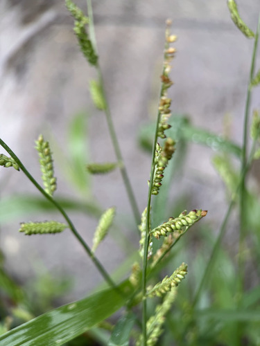 Jungle Rice