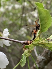 Tanyptera nigricornis
