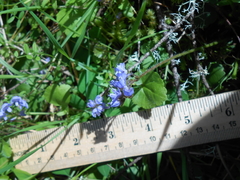 Veronica regina-nivalis