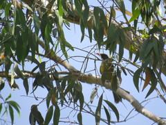 Oriolus flavocinctus