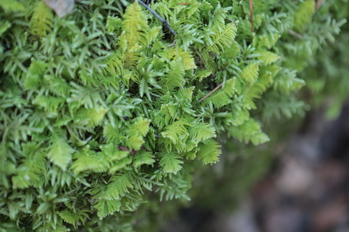 Ptilium crista-castrensis observed 2026-10-25