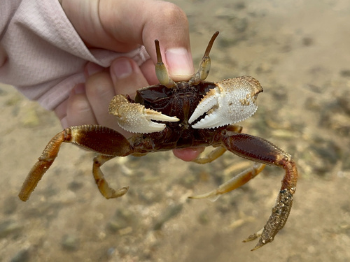 Ocypode ceratophthalmus observed 2026-10-25