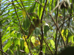 Oriolus flavocinctus