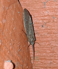 Ptilostomis ocellifera