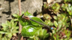 Ischnura elegans