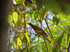 Oriolus flavocinctus