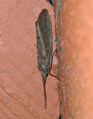 Ptilostomis ocellifera