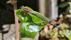 Ischnura elegans