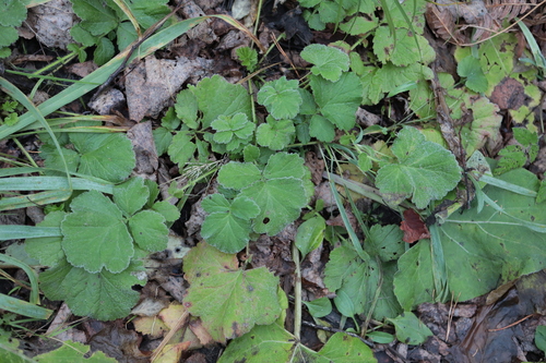 Geum aleppicum observed 2026-10-25