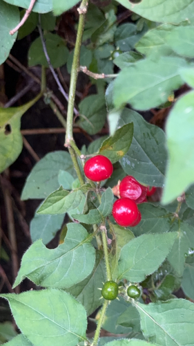 Lycianthes observed 2026-10-25