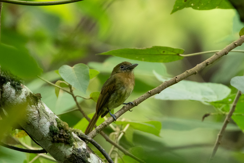 Fulvous-breasted Flatbill photo