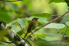 Rhynchocyclus fulvipectus