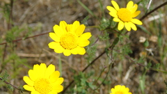 Anacyclus radiatus