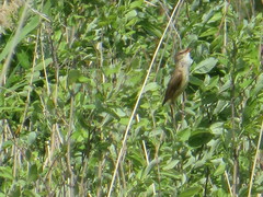 Iduna caligata