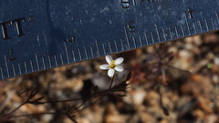 Leptosiphon pygmaeus continentalis