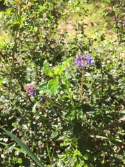 Ceanothus foliosus foliosus