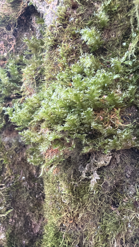 Neckera pennata observed 2026-10-25
