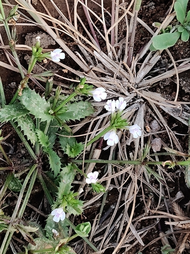 Bonnaya ciliata observed 2026-10-25